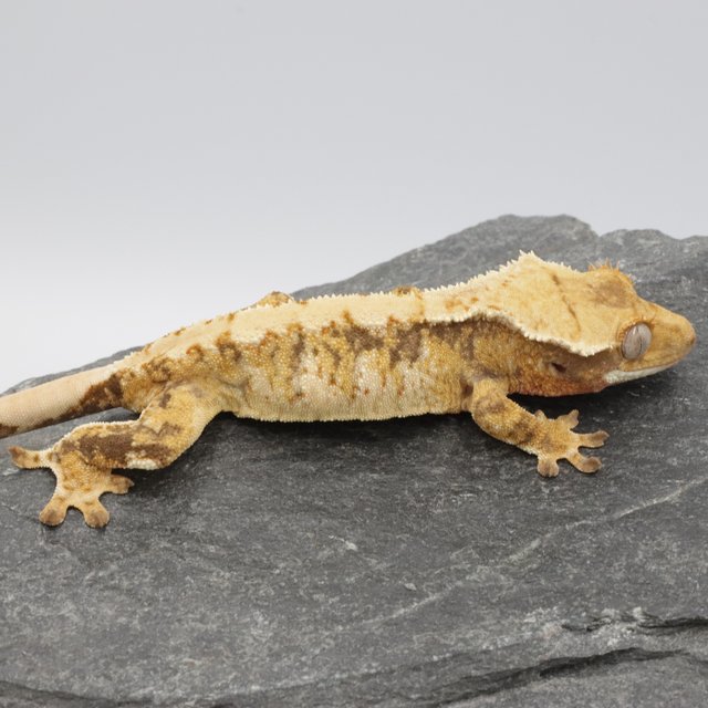 Normal Tri Extreme Harlequin