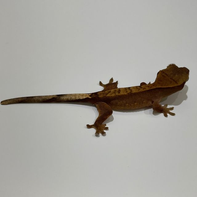 챠콜
