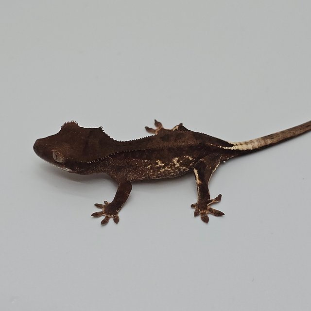 챠콜 팬텀 프라푸치노