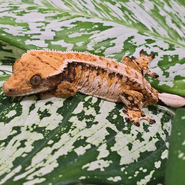 트라이