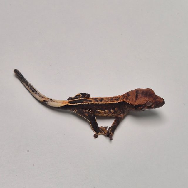 엠티백 챠콜