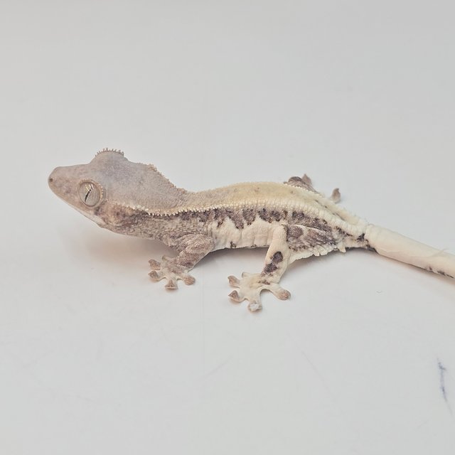 크림시클 프라푸치노