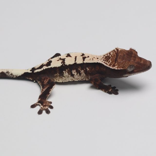 세이블