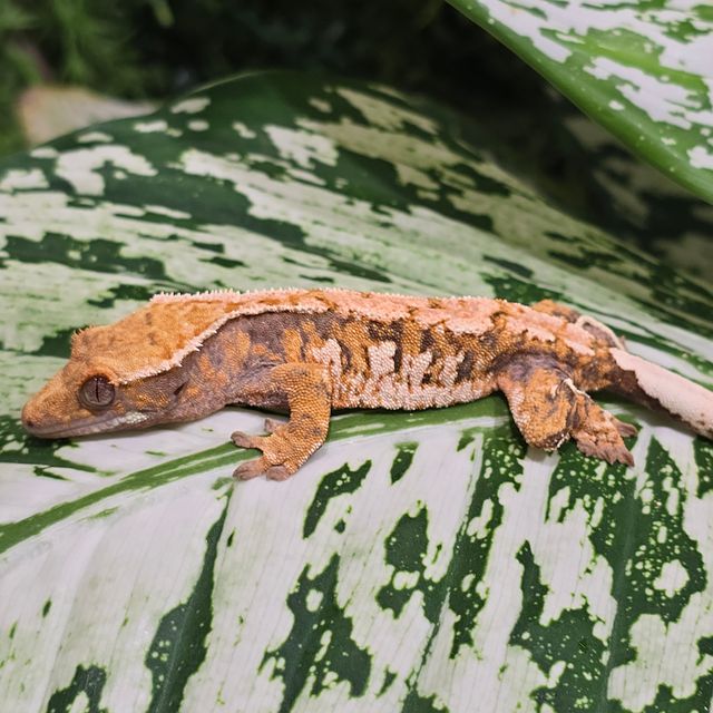 트라이