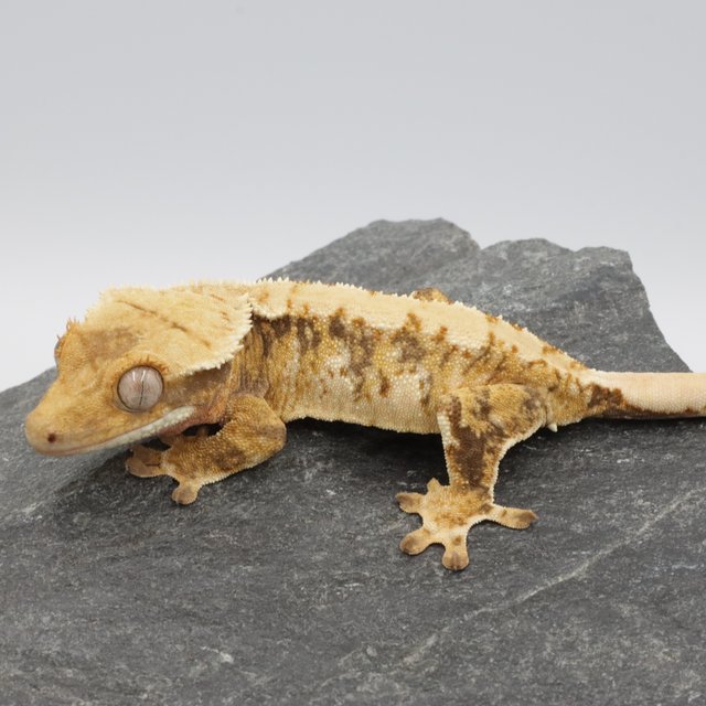 Normal Tri Extreme Harlequin