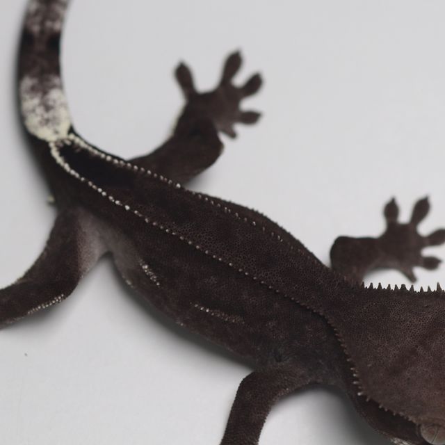 Axanthic Super Stripe Phantom Dark