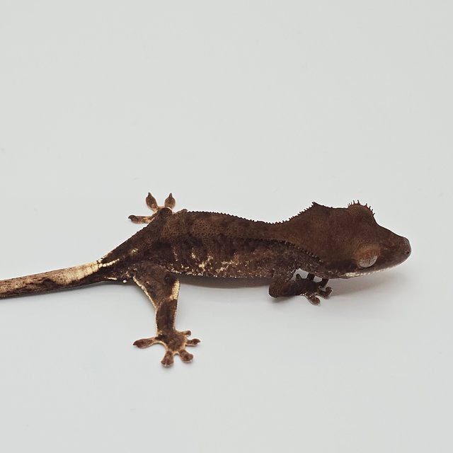 챠콜 팬텀 프라푸치노