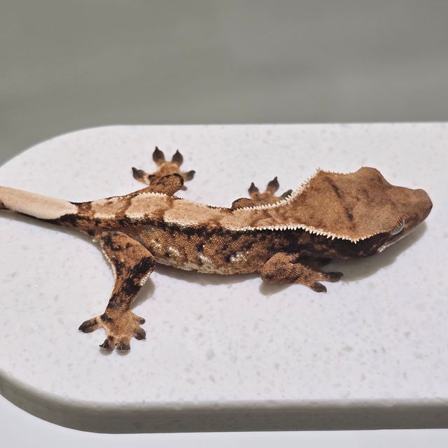 트라이