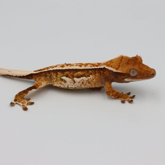 Normal Quad Full Pinstripe