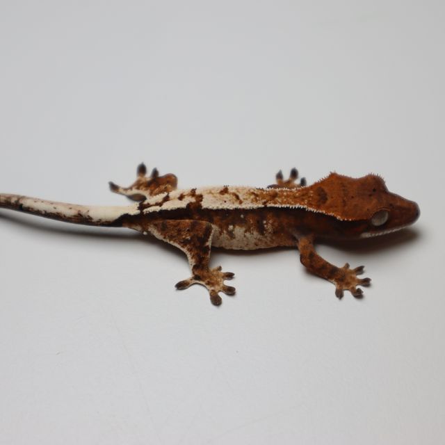 세이블