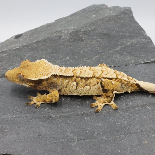 Normal Tri Extreme Harlequin