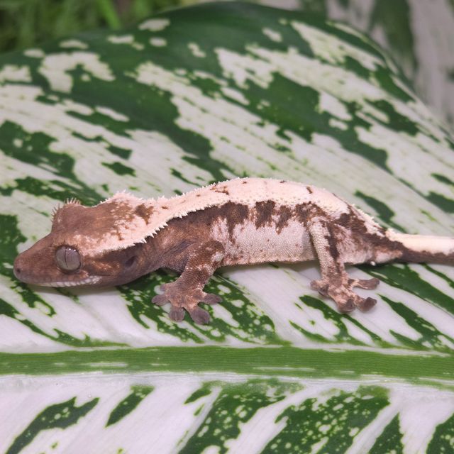 세이블