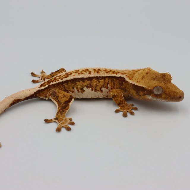 노멀 트라이 풀핀 익스트림할리퀸