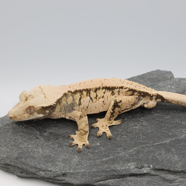 Drippy White Spot Normal