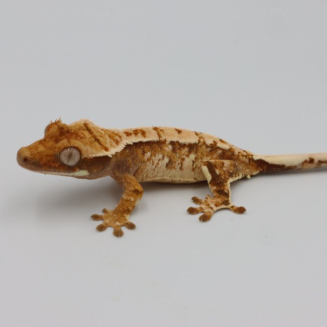 Normal Tri Extreme Harlequin