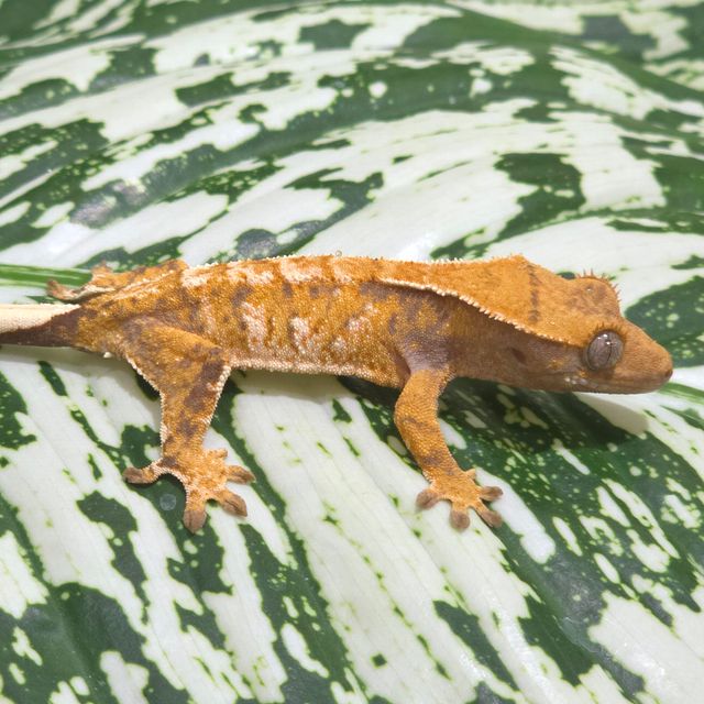트라이 바브