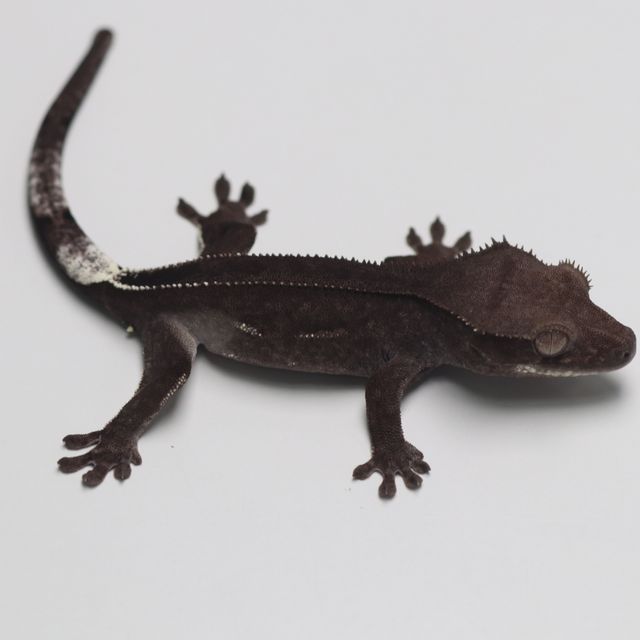 Axanthic Super Stripe Phantom Dark