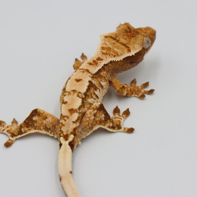 Normal Tri Extreme Harlequin