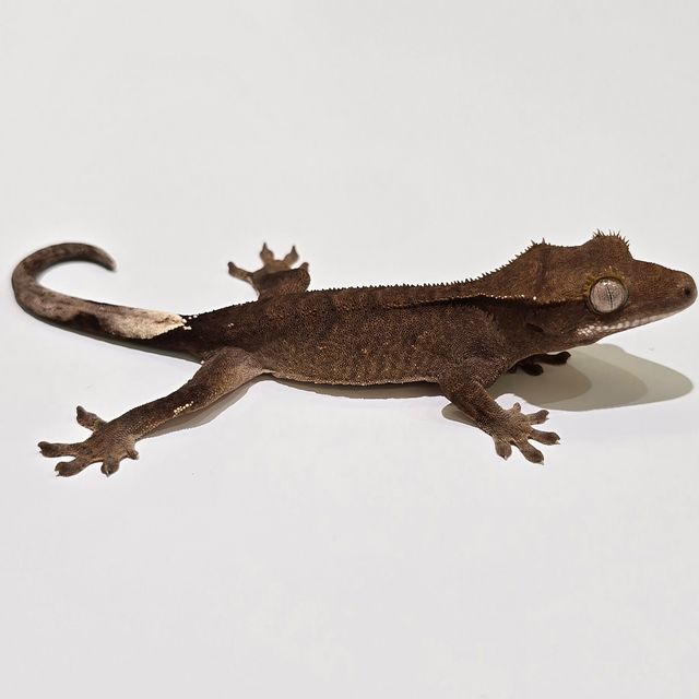챠콜