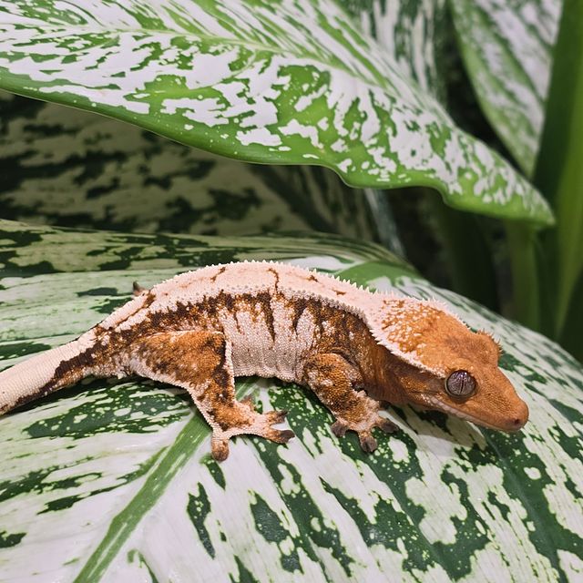 트라이