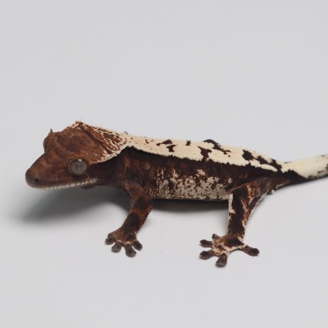 세이블