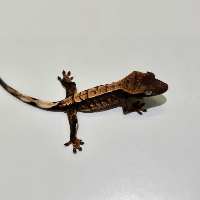 100%헷아잔틱