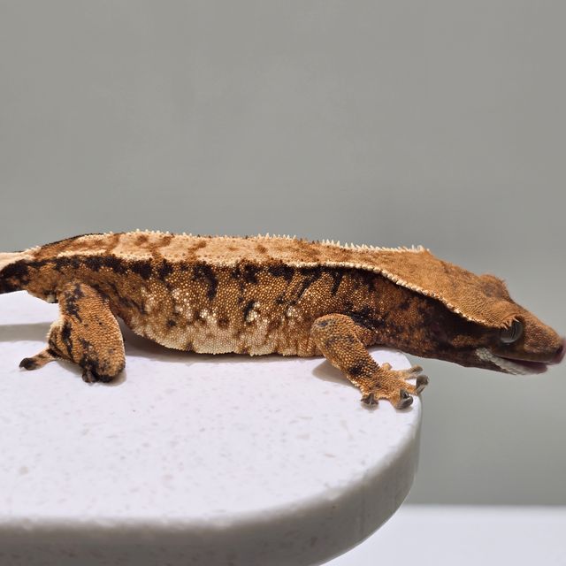 트라이 바브