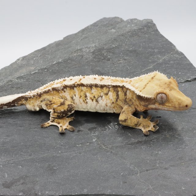 Normal Tri Extreme Harlequin