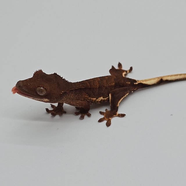 챠콜 팬텀 릴리화이트