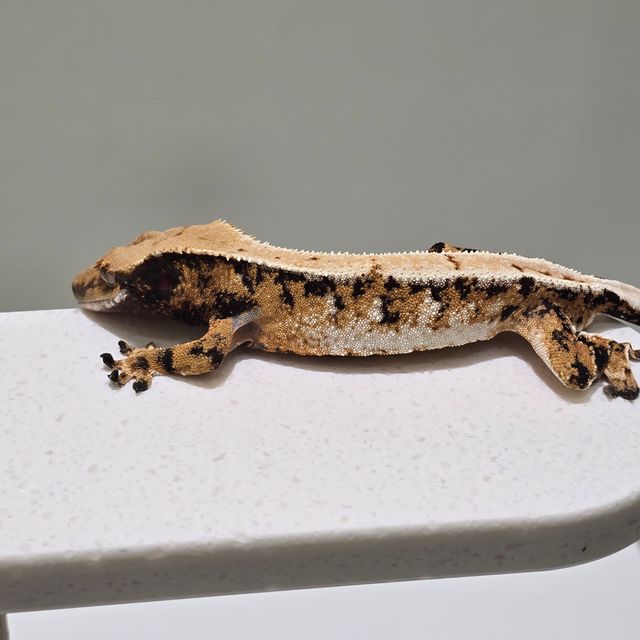 트라이