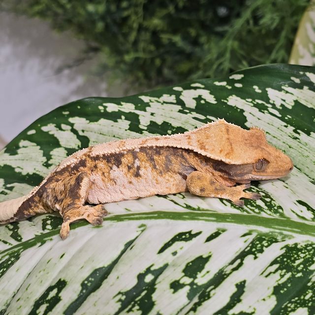 트라이