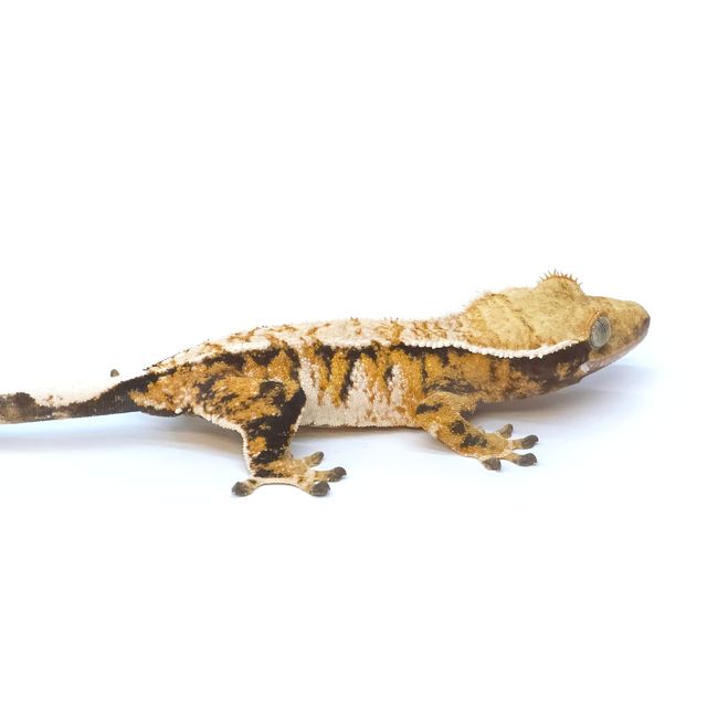 바브 트라이 텐저린 익스트림할리퀸