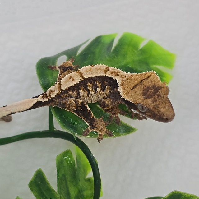 100% Het Axanthic