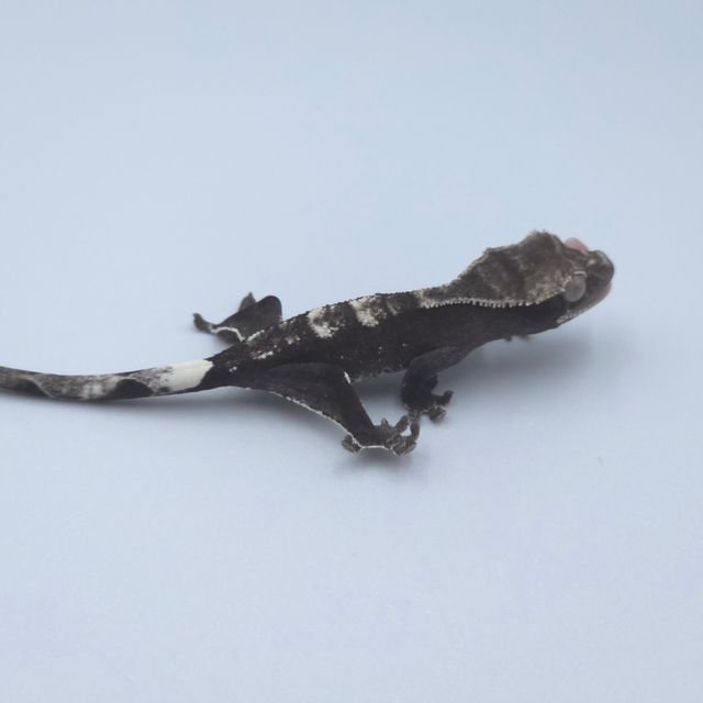 챠콜 아잔틱