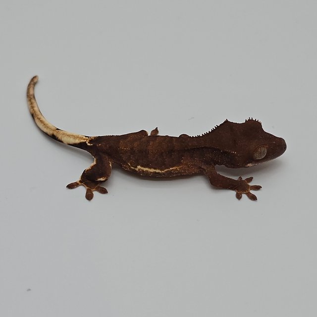 챠콜 팬텀 릴리화이트