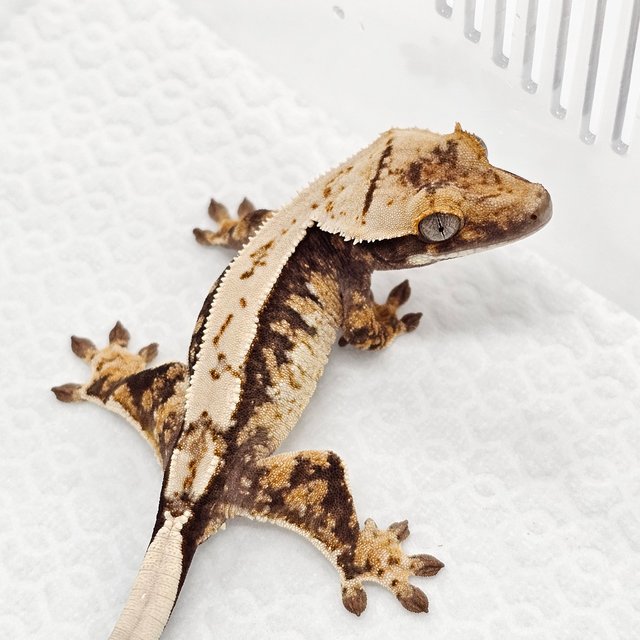 100% Het Axanthic