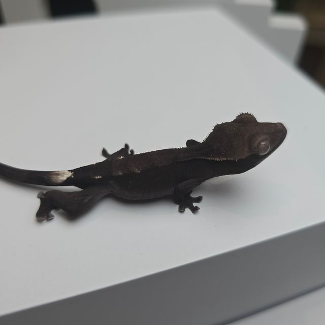 챠콜 세이블 아잔틱