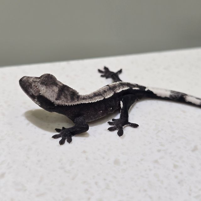 아잔틱