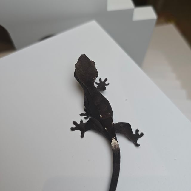 챠콜 세이블 아잔틱