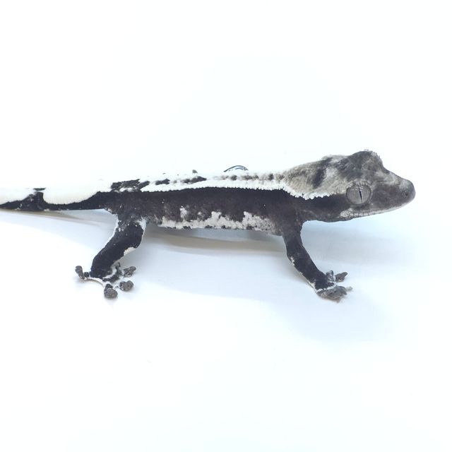 아잔틱