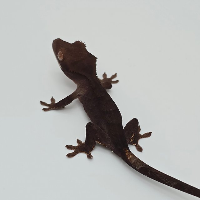 챠콜 팬텀 카푸치노