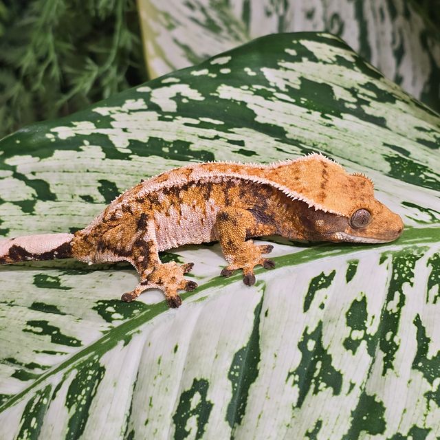 트라이