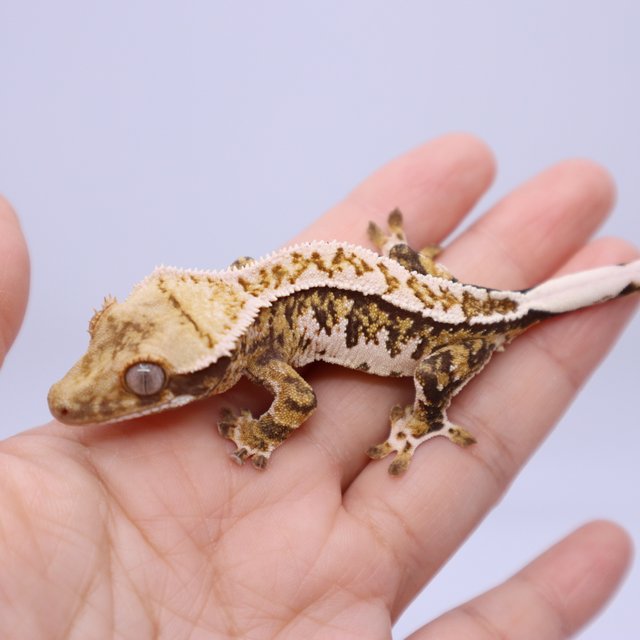 Normal Tri Extreme Harlequin