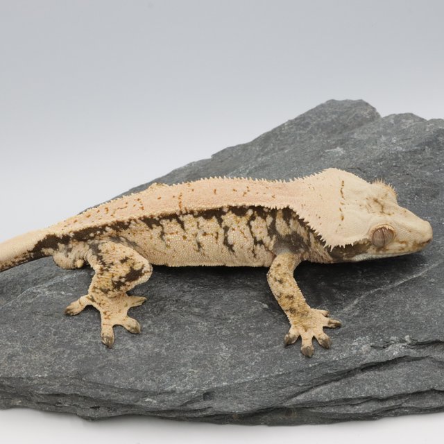 Drippy White Spot Normal