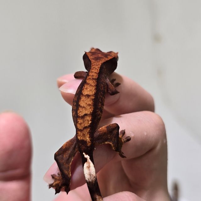 Dark 100% Het Axanthic