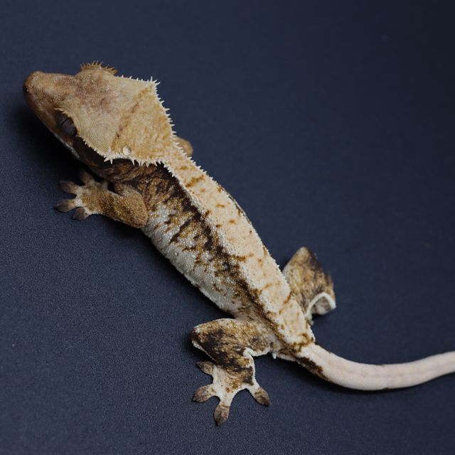Tri
