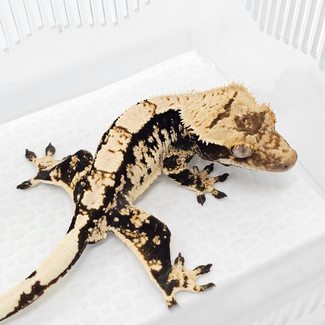 100% Het Axanthic