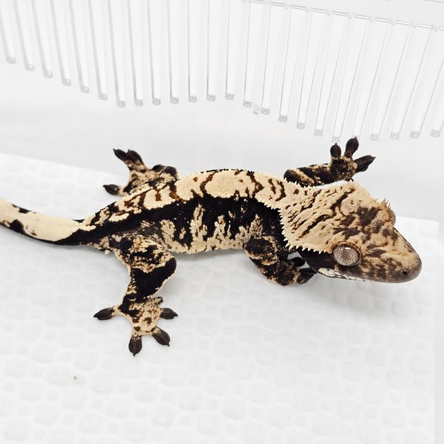 100% Het Axanthic