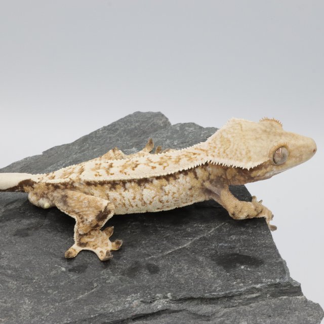 Normal Tri Extreme Harlequin