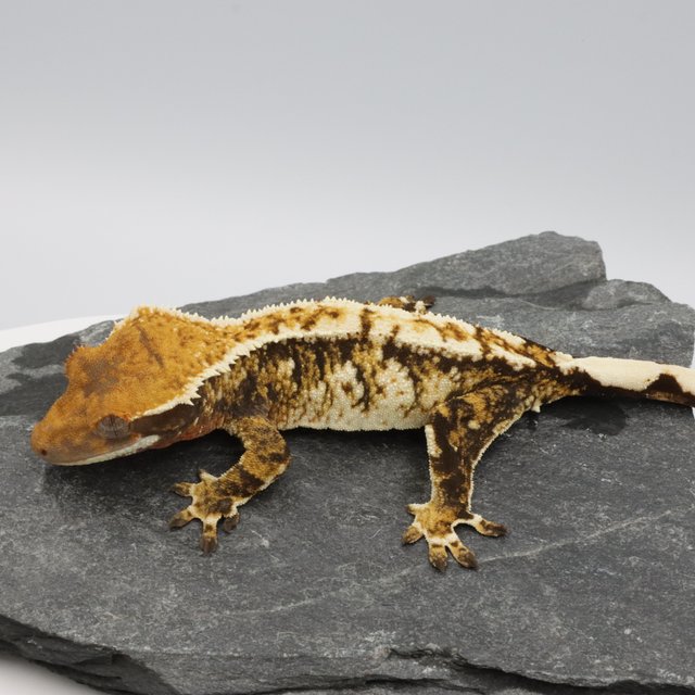 Tri Extreme Harlequin Normal Tangerine